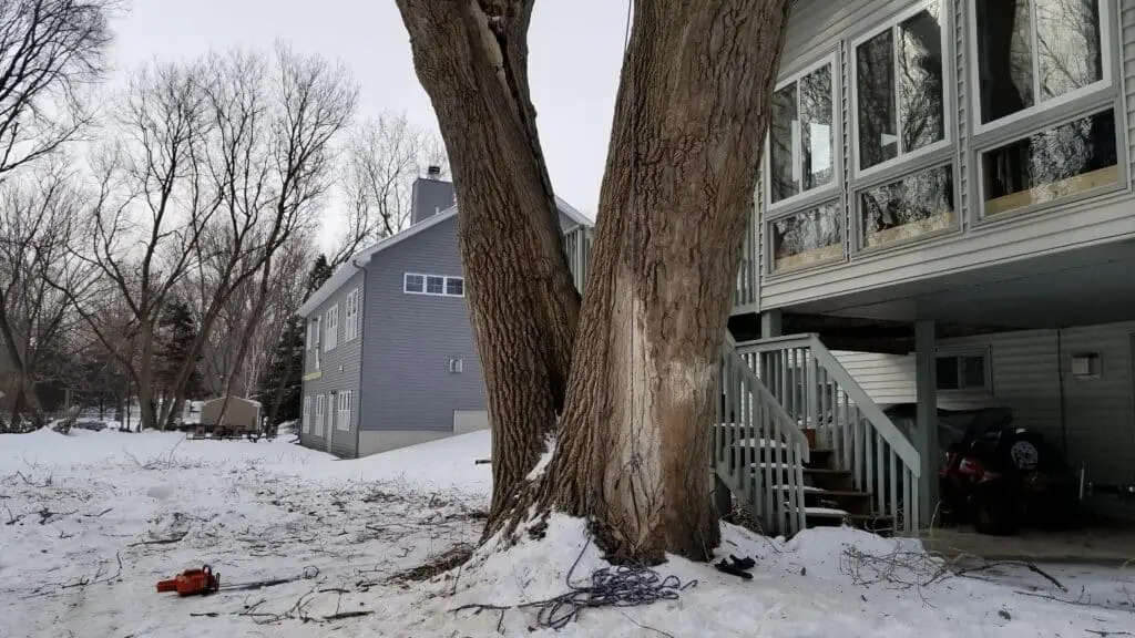 winter tree removal