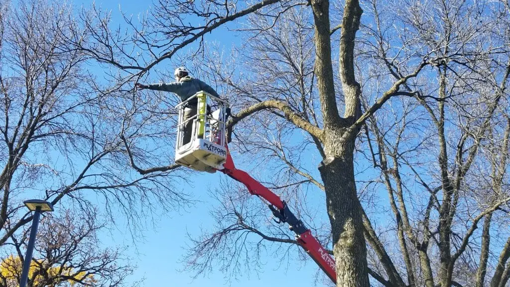 Trimming Large Tree - Spring Tree Care