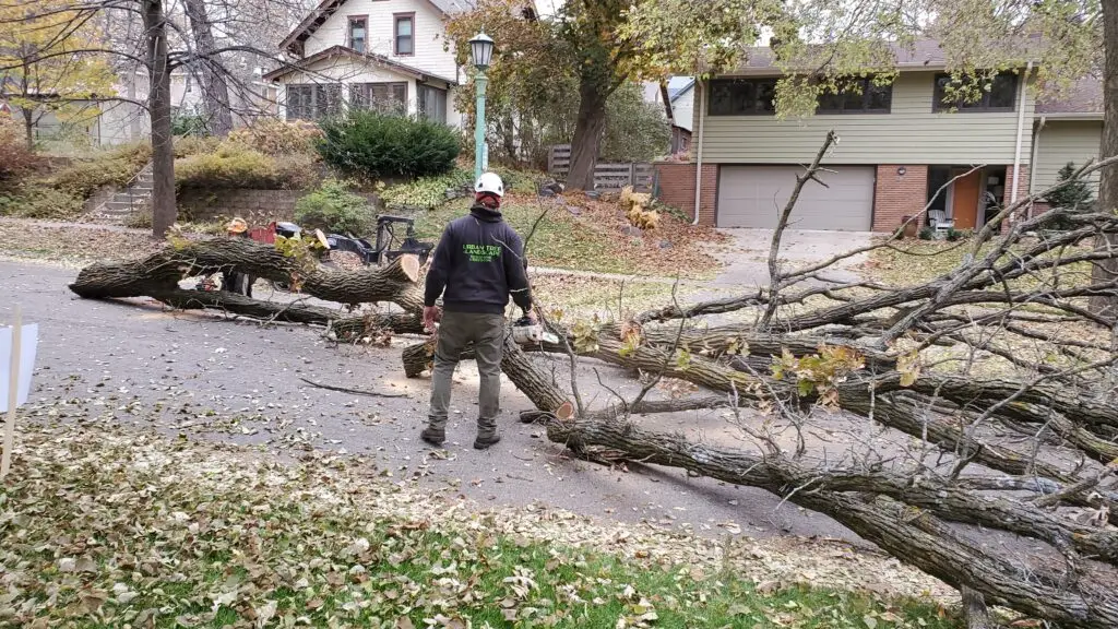professional arborist tree trimming