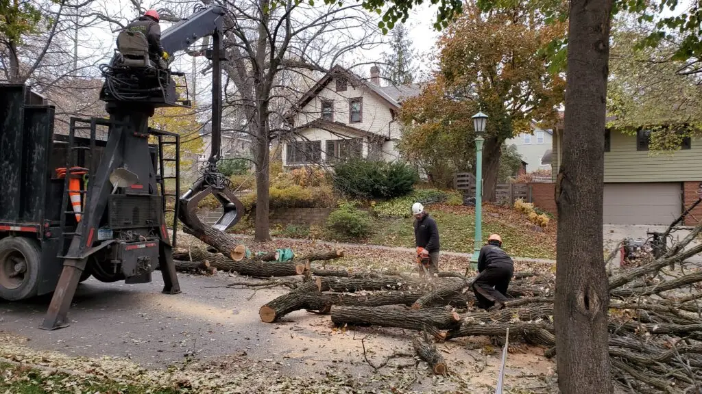 professional arborist